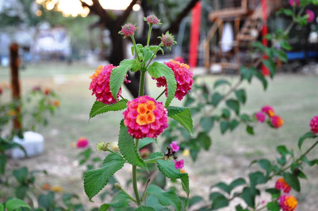Mursel Garden Hotel Kusadası Eksteriør bilde